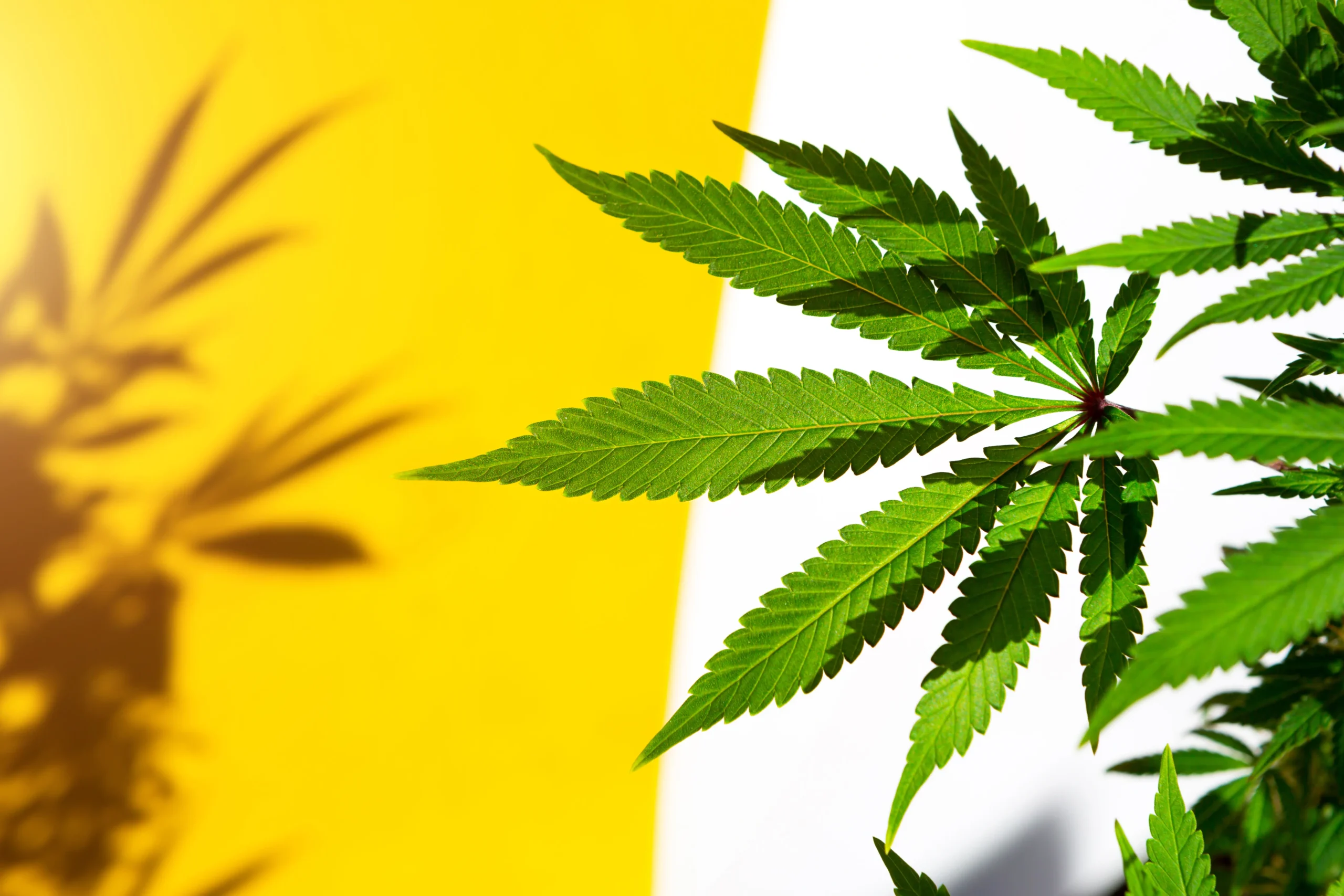 Cannabis Regulations in California and Elsewhere! (Overview)