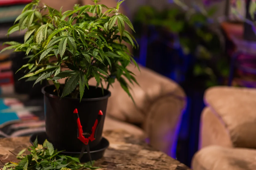Building Cannabis Brands with Justine Bastida of OB Solutions