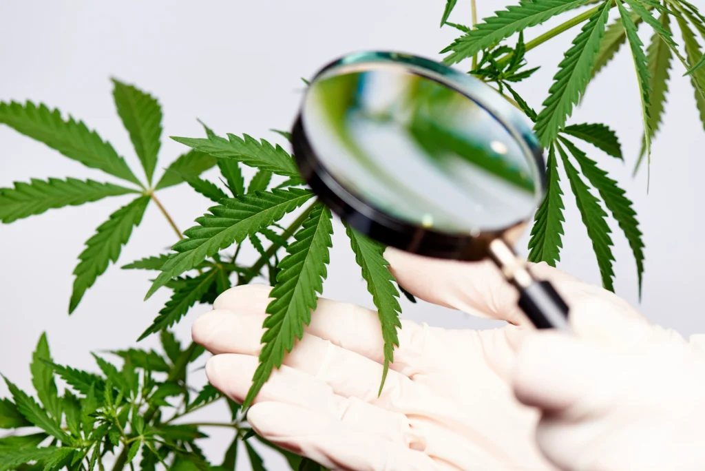 A Definitive Guide to Compliance — California Cannabis Dispensaries