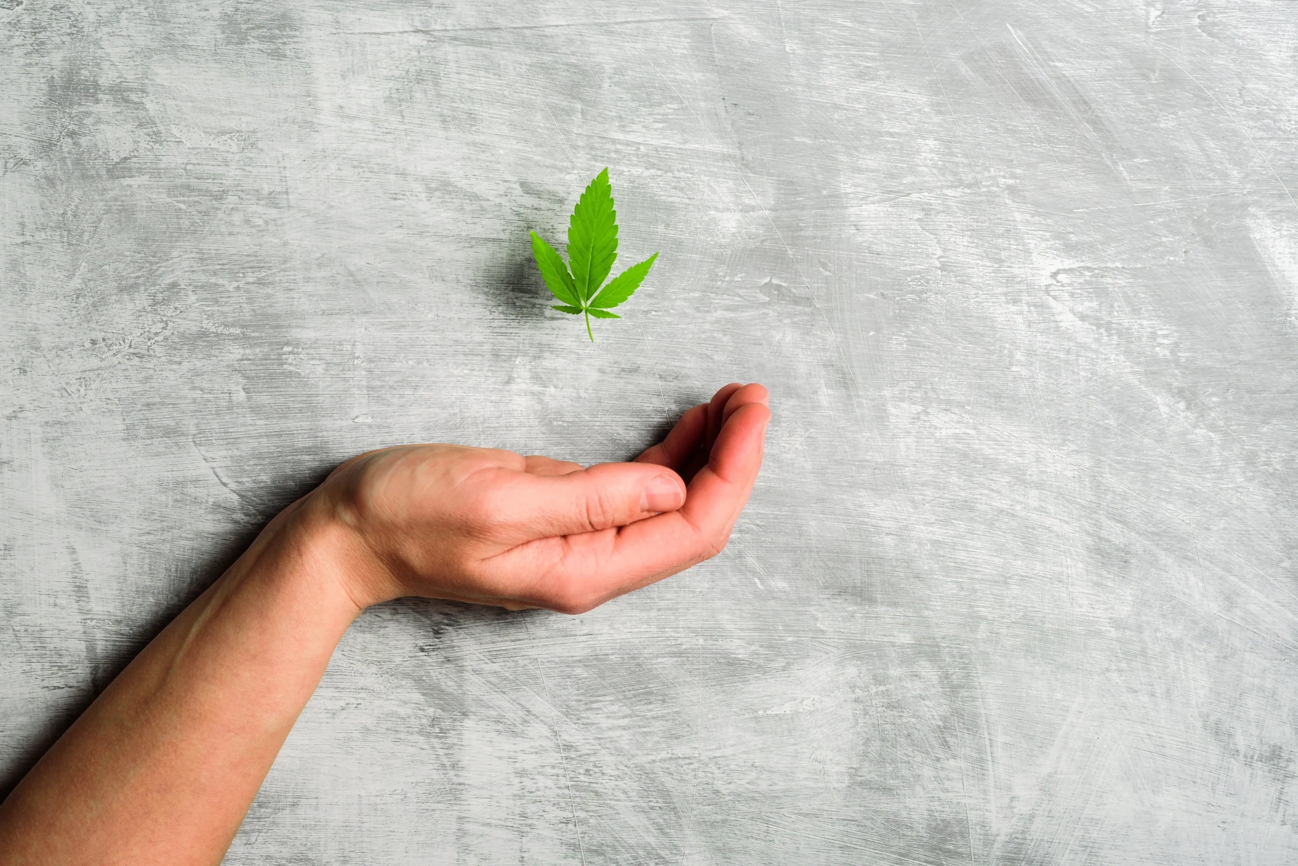 What is Los Angeles’s Cannabis Social Equity Program?