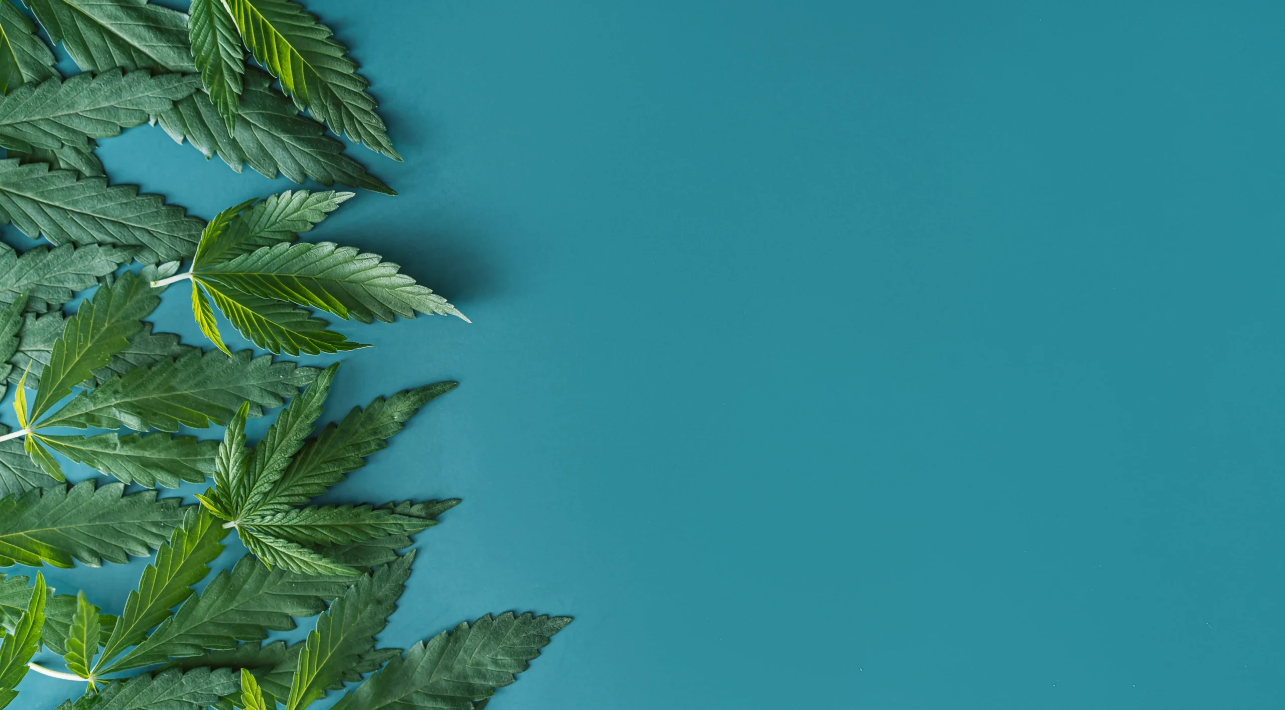 Make $30 for Every $1 Spent with Cannabis Text Message Marketing – A Conversation with Happy Cabbage CEO, Andrew Watson