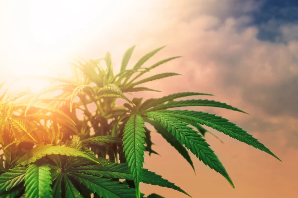 Cannabis Regulations in California and Elsewhere! (Overview)