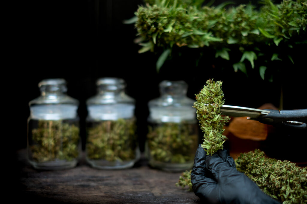 Open a Legal Dispensary in NY | 2025 License Guide