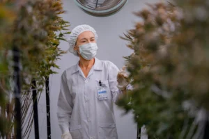 Open a Cannabis Dispensary in NY: 2025 Step-by-Step Guide