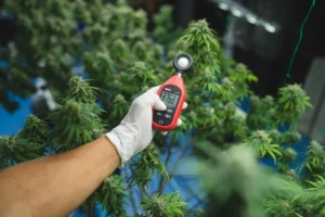 Cannabis Data Analytics Tools 2025 | Top Platforms