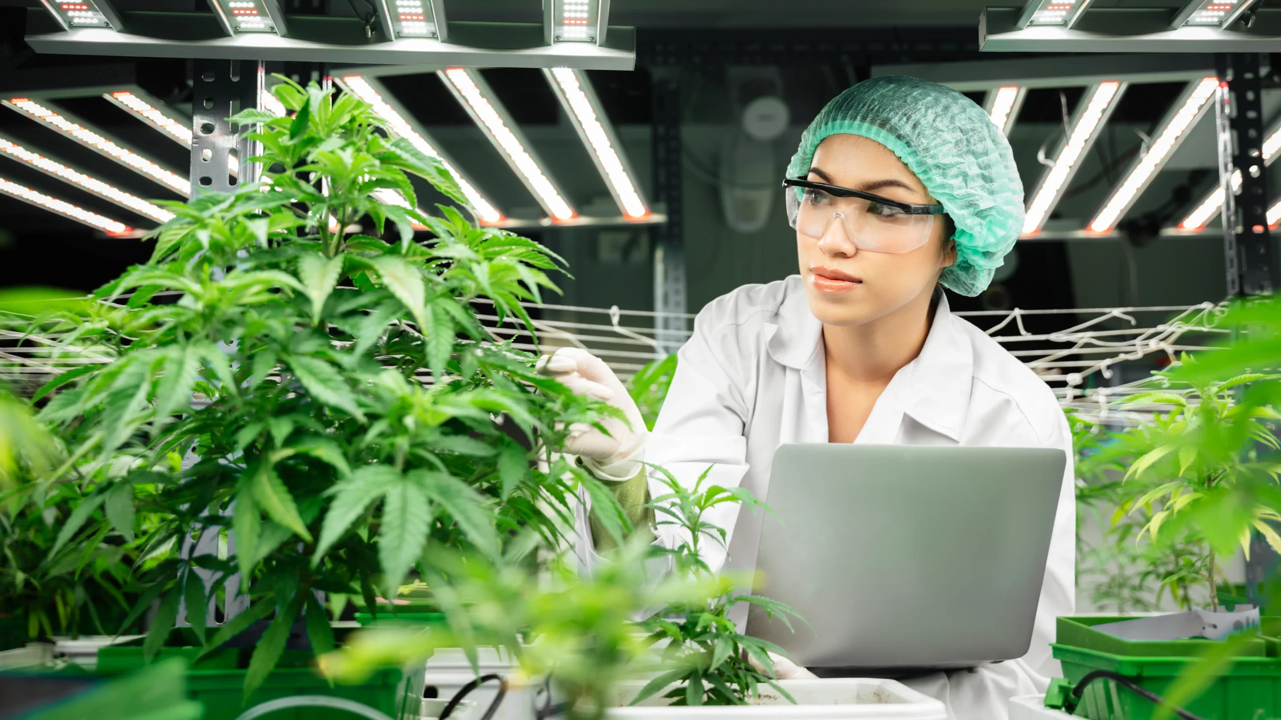 Cannabis Business Startup Guide 2025 | How to Start