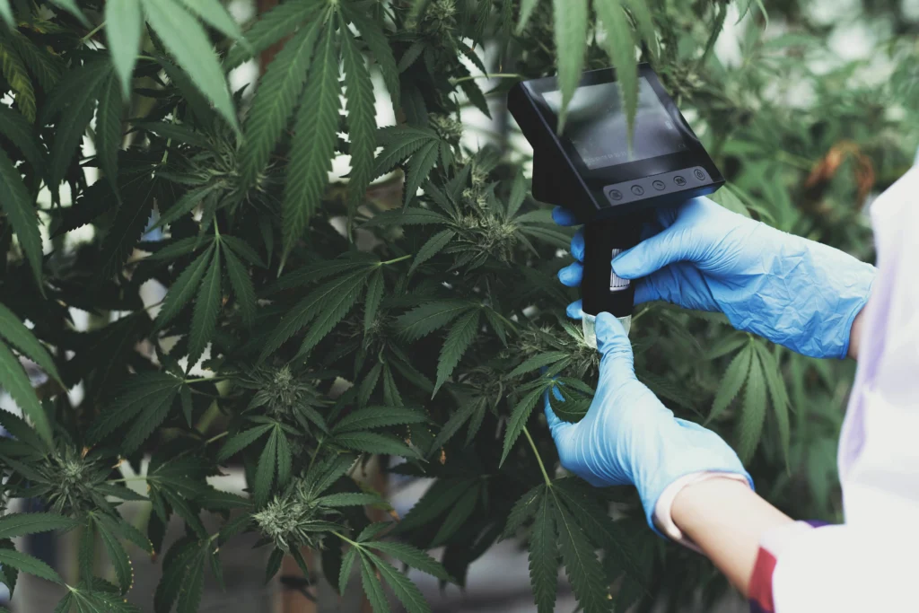 Cannabis Data Analytics Tools 2025 | Top Platforms