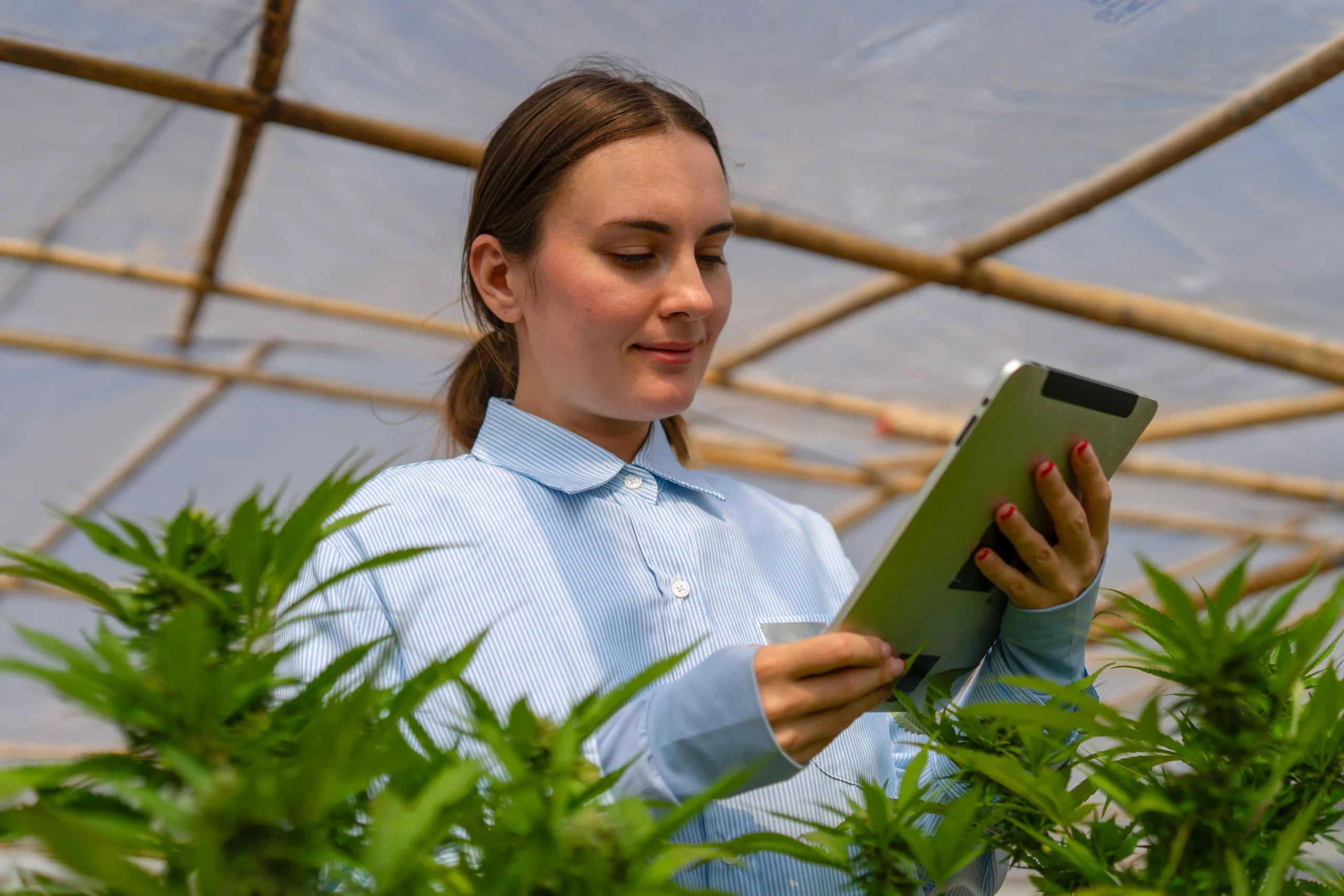 Cannabis Data Analytics Tools 2025 | Top Platforms